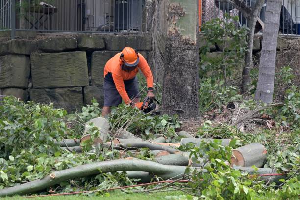 Best Dead Tree Removal  in Heflin, AL